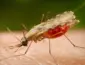 Vacina contra malária avança com descoberta de cientistas da Fiocruz