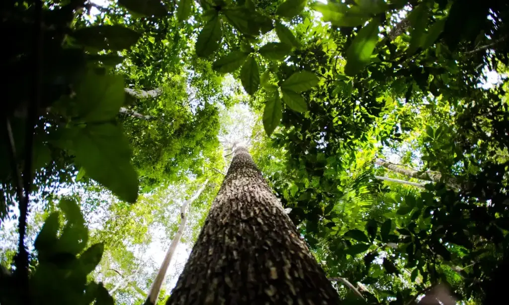 BNDES busca movimentar até R$ 6 bilhões no mercado de carbono