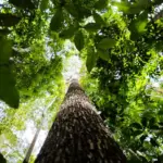 BNDES busca movimentar até R$ 6 bilhões no mercado de carbono