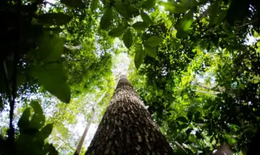BNDES busca movimentar até R$ 6 bilhões no mercado de carbono