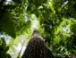 BNDES busca movimentar até R$ 6 bilhões no mercado de carbono