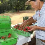 Finep destina R$ 220 milhões para impulsionar inovações na agricultura familiar