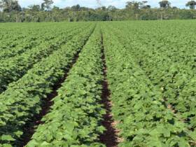 Apesar dos valores expressivos, o advogado especializado em Direito do Agronegócio, Pedro Henrique Santos Oliveira, avalia que o cenário prático ainda apresenta obstáculos para quem depende do crédito rural.
