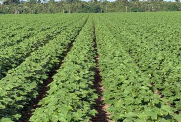 Apesar dos valores expressivos, o advogado especializado em Direito do Agronegócio, Pedro Henrique Santos Oliveira, avalia que o cenário prático ainda apresenta obstáculos para quem depende do crédito rural.