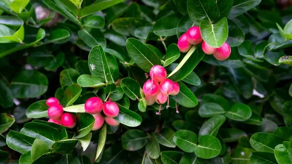 Fruta-do-milagre transforma alimentos ácidos em doces