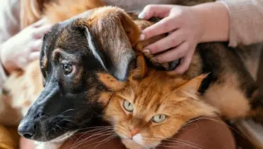 Abrigo Municipal de Cães e Gatos