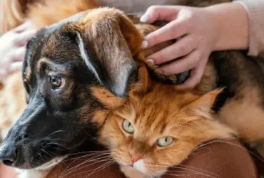 Abrigo Municipal de Cães e Gatos