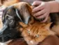 Com abrigo superlotado, Sorriso realiza feira de adoção responsável de pets no Parque Ecológico