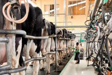 Após sucessivas altas, preço do leite ao produtor apresenta estabilidade em maio