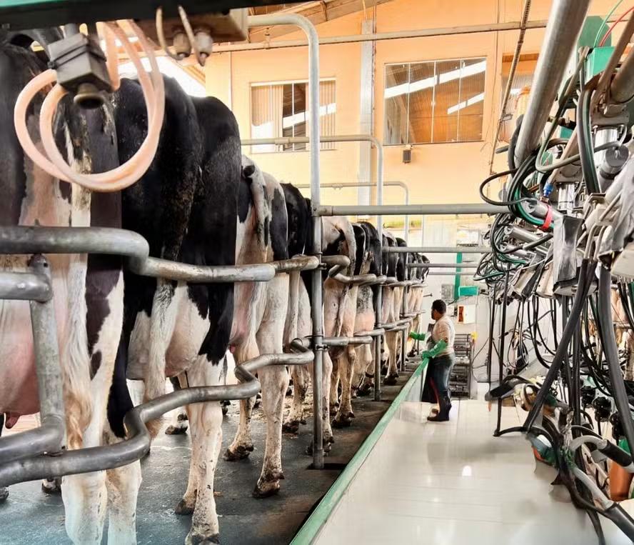 Após sucessivas altas, preço do leite ao produtor apresenta estabilidade em maio