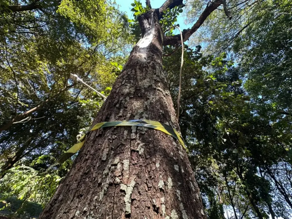 Defesa Civil e Meio Ambiente autorizam remoção de árvores com risco de queda no Marco Zero em Sorriso