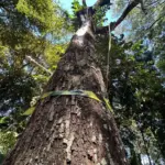Defesa Civil e Meio Ambiente autorizam remoção de árvores com risco de queda no Marco Zero em Sorriso