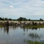 Arrecadação da pecuária cresce 4,7% e chega a R$ 744,9 milhões em Mato Grosso