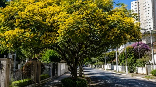 Sibipiruna reduz o calor e amplia a sombra natural