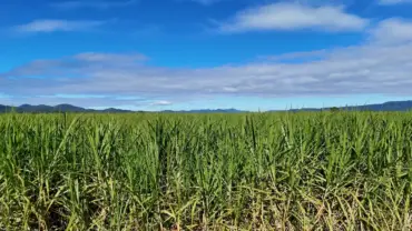 BRQ Expectativa de crescimento da safra de cana 2026 2027 reforca valor do manejo da soqueira credito divulgacao
