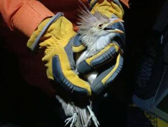 Bombeiros resgatam aves silvestres que invadiram sala de controle de usina em Lucas do Rio Verde