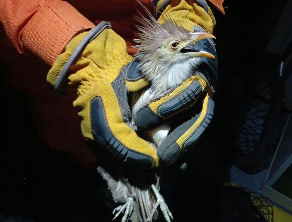 Bombeiros resgatam aves silvestres que invadiram sala de controle de usina em Lucas do Rio Verde