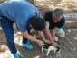 Vacinação contra a raiva para cães e gatos segue disponível gratuitamente no CCZ de Várzea Grande