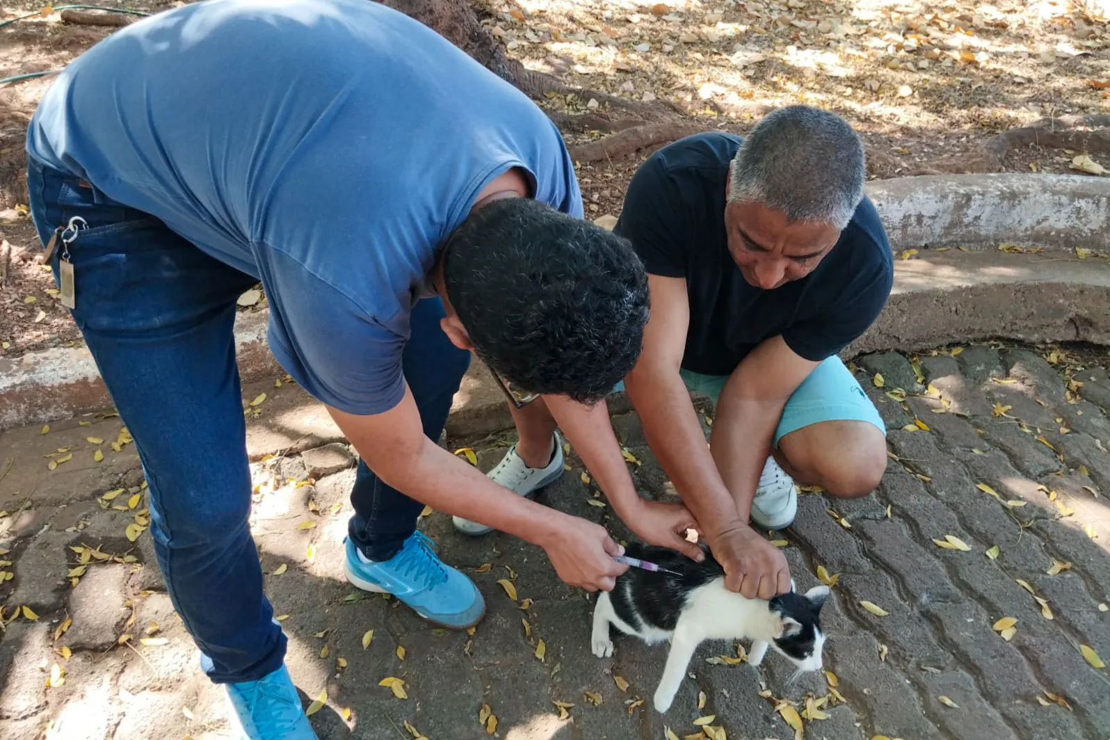 Vacinação contra a raiva para cães e gatos segue disponível gratuitamente no CCZ de Várzea Grande