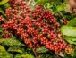 Chuvas comprometem colheita do café arábica