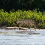 Cientistas da Unemat saem em defesa da ampliação da Estação Ecológica Taiamã no Pantanal