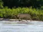 Cientistas da Unemat saem em defesa da ampliação da Estação Ecológica Taiamã no Pantanal