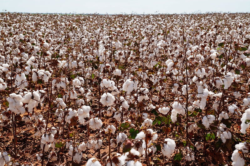 Colheita de algodão atinge 13,1% em Mato Grosso, mas Imea aponta atraso em relação à média histórica