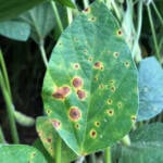 Congresso Paulista de Fitopatologia discutirá IA, controle biológico e desafios das doenças de plantas
