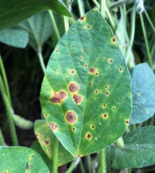 Congresso Paulista de Fitopatologia discutirá IA, controle biológico e desafios das doenças de plantas