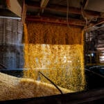 DDG ganha espaço no mercado e amplia oportunidades para a cadeia do milho em Mato Grosso