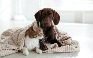 Frio do inverno muda a rotina e exige atenção com cães e gatos   Magnific 2