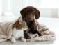 Frio do inverno muda a rotina e exige atenção com cães e gatos