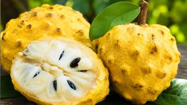 Biribá: fruta tropical cresce rápido e chama atenção