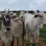  Pecuaristas de MT investem em manejo e genética e aumentam produtividade em 90,3% em 15 anos