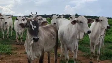 Pecuária de Mato Grosso quase dobra produtividade em 15 anos com uso de tecnologia