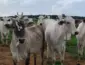  Pecuaristas de MT investem em manejo e genética e aumentam produtividade em 90,3% em 15 anos