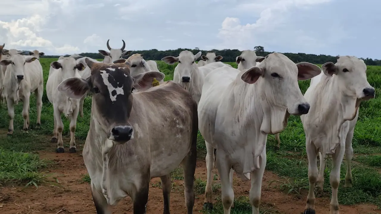  Pecuaristas de MT investem em manejo e genética e aumentam produtividade em 90,3% em 15 anos