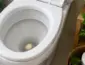 Alho no vaso sanitário: o que muda ao amanhecer
