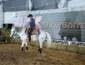 Leilões, genética e inovação fazem do Show Safra Pecuária um polo de negócios