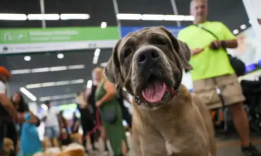 Turismo pet friendly: pesquisa nacional recebe contribuições até 10 de julho