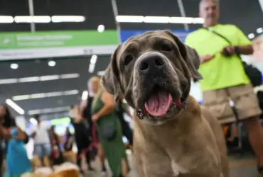 Turismo pet friendly: pesquisa nacional recebe contribuições até 10 de julho
