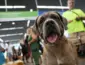 Turismo pet friendly: pesquisa nacional recebe contribuições até 10 de julho