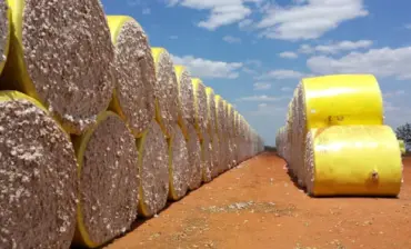 Mercado de algodão inicia julho com negociações lentas e preços em queda, aponta Cepea