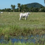 Nova resolução estabelece regras para áreas úmidas e amplia segurança jurídica aos produtores rurais em Mato Grosso
