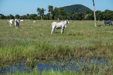 Nova resolução estabelece regras para áreas úmidas e amplia segurança jurídica aos produtores rurais em Mato Grosso