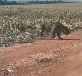 Gigante das Américas surpreende trabalhadores ao passear calmamente por plantação no interior de Mato Grosso