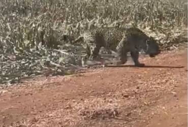 Gigante das Américas surpreende trabalhadores ao passear calmamente por plantação no interior de Mato Grosso