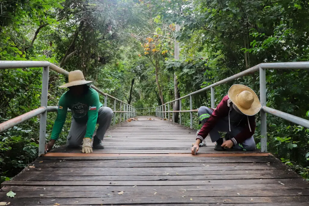Conheça o plano para proteger as passarelas suspensas e os animais do Parque Flor do Ipê durante a seca