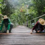Conheça o plano para proteger as passarelas suspensas e os animais do Parque Flor do Ipê durante a seca