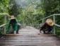 Conheça o plano para proteger as passarelas suspensas e os animais do Parque Flor do Ipê durante a seca